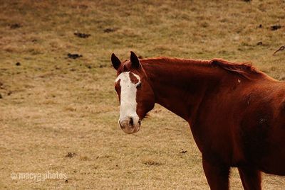 Horse standing on field