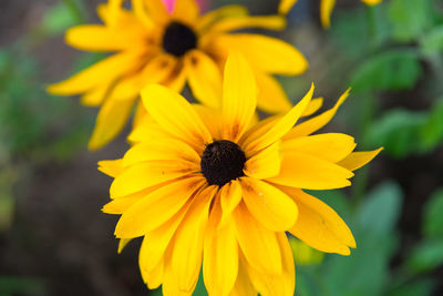 Close-up of yellow flower