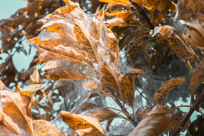 Close-up of dry leaves during winter