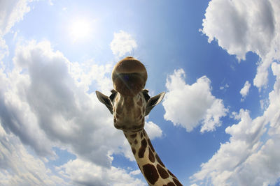 Low angle view of giraffe against sky