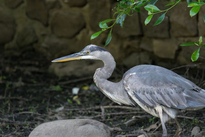 Blue heron, dell water, green-wood cemetery, brooklyn, ny 