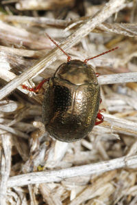 Close-up of insect