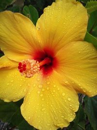 Close-up of wet yellow hibiscus blooming outdoors