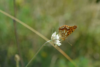 A queen of spain fritillary butterfly