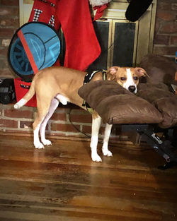 Portrait of dog relaxing on floor at home