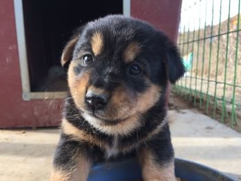 Close-up portrait of puppy in backyard