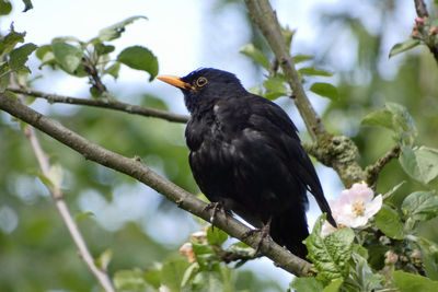 Low angle view ofblack  bird perching on branch