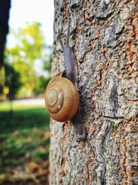 Close-up of snail on tree trunk