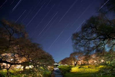 Low angle view of trees against star field