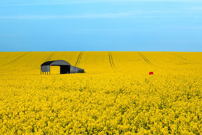 Scenic view of blooming rapeseed field against sky