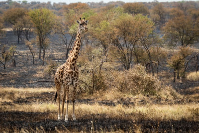 Masai giraffe eyes camera from burnt grassland