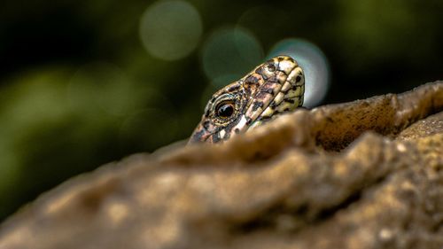 Close-up of lizard on leaf