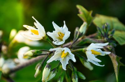 Close-up of white flowers