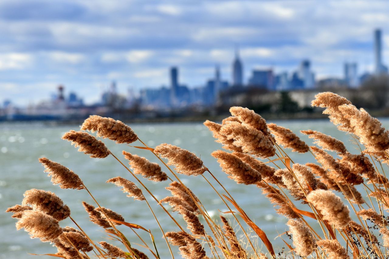 Feather reeds