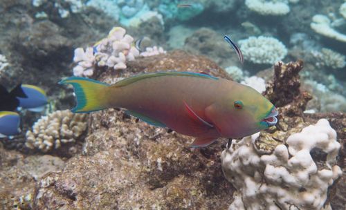 Close-up of fish swimming in sea