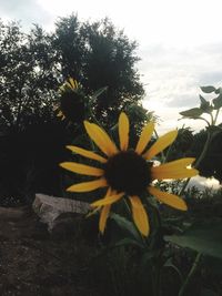 Close-up of yellow flowers