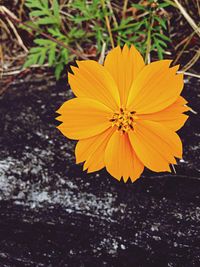 Close-up of yellow flower