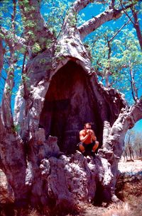 Tree trunk in forest