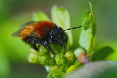 Natural closeup on colorful red furrey female tawny mining bee, andrena fulva  on a green leaf