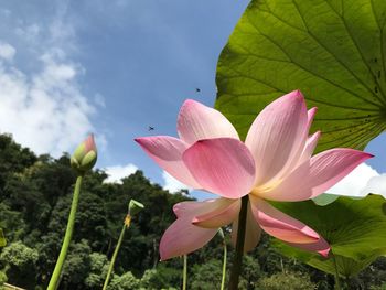 Close-up of pink lotus water lily against sky