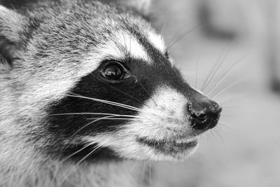 Close-up of cat