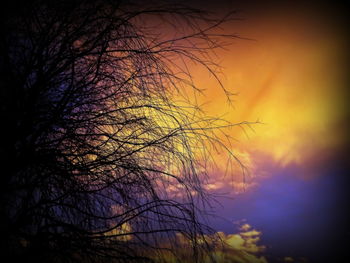 Low angle view of bare trees against sky