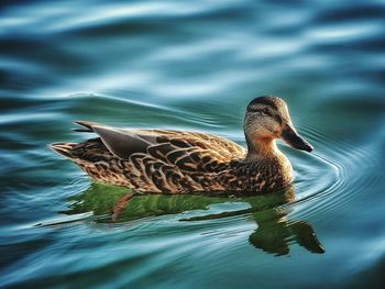 Duck swimming in river