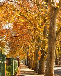 Footpath amidst trees in park during autumn