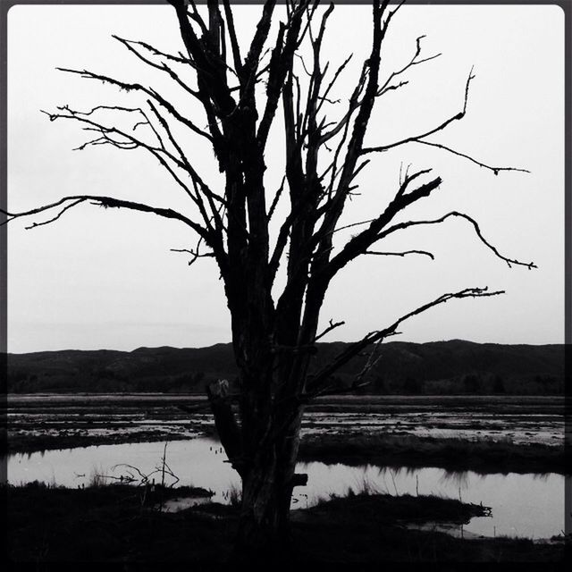 bare tree, water, tranquility, tranquil scene, transfer print, lake, branch, scenics, nature, tree, beauty in nature, auto post production filter, silhouette, reflection, clear sky, sky, landscape, tree trunk, lakeshore, sunset