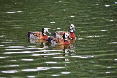 Ducks swimming in lake