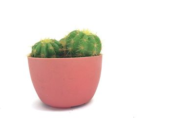 Close-up of potted cactus plant against white background