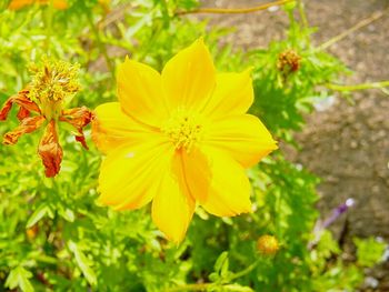 Close-up of yellow flower