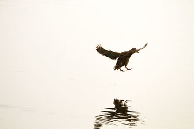 Bird flying over white background