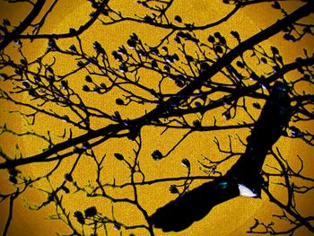 Bare trees against sky at sunset