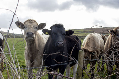 Portrait of sheep on field