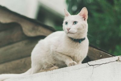 Close-up of cat sitting outdoors