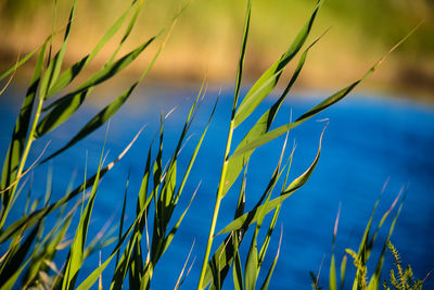 Close-up of grass against sky