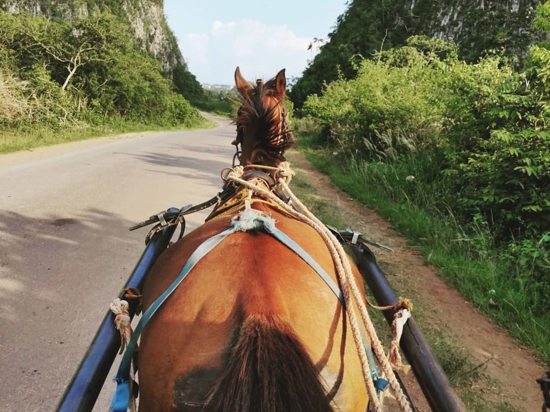 mammal, domestic animals, domestic, horse, animal, animal themes, pets, one animal, working animal, vertebrate, animal wildlife, plant, livestock, transportation, tree, nature, herbivorous, day, rear view, road, riding, outdoors, animal head