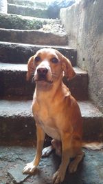 Portrait of dog looking at camera