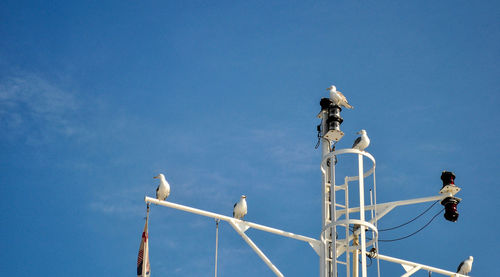 Low angle view of seagull against clear blue sky