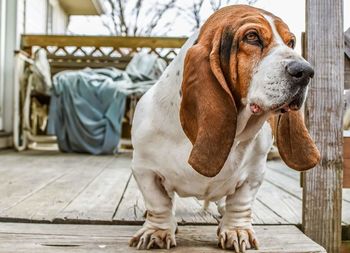 Portrait of dog