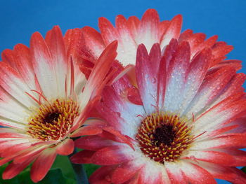Close-up of pink flower