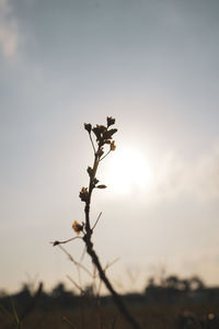 Close-up of silhouette plant against sky at sunset