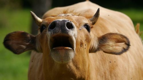 Close-up of horned cow with open mouth making noise looking at camera 