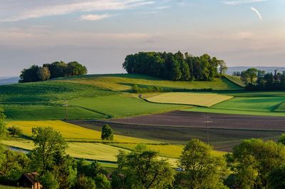 Scenic view of agricultural field against sky