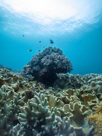 Fish swimming in sea