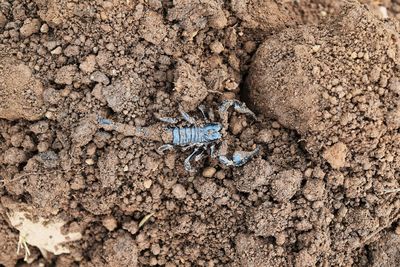 High angle view of insect on field