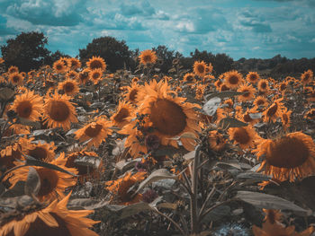 Close-up of sunflower field against sky