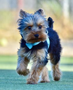 Portrait of cute puppy