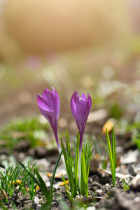 Beautiful spring background with close-up of blooming yellow and purple crocus.